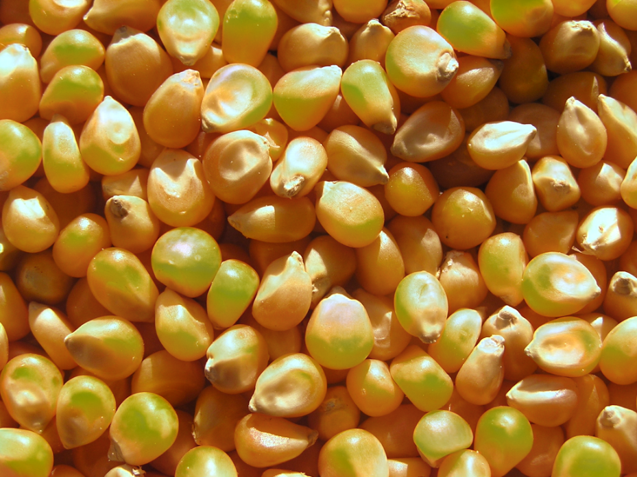 Maharajas-Choice Corn 1Kg popcorn 
